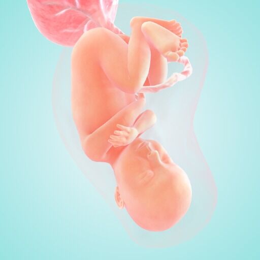 A pregnant woman rushing to toilet to pee. Weak bladder and constipation  during pregnancy. Stock Photo