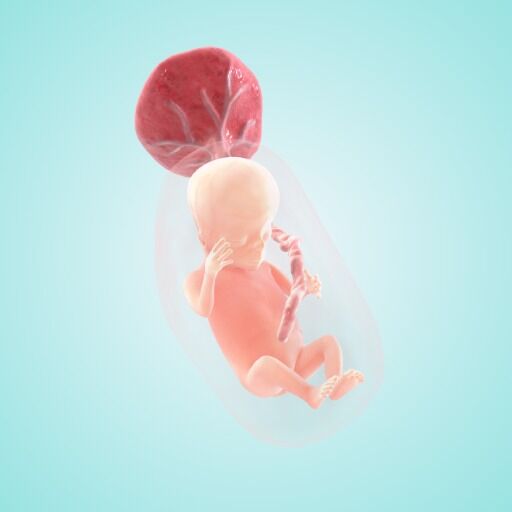 My baby at 12 weeks old in 2024 the womb