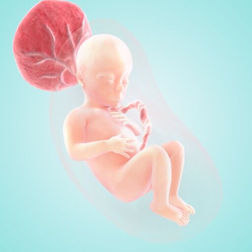 Baby Body- Female B-18