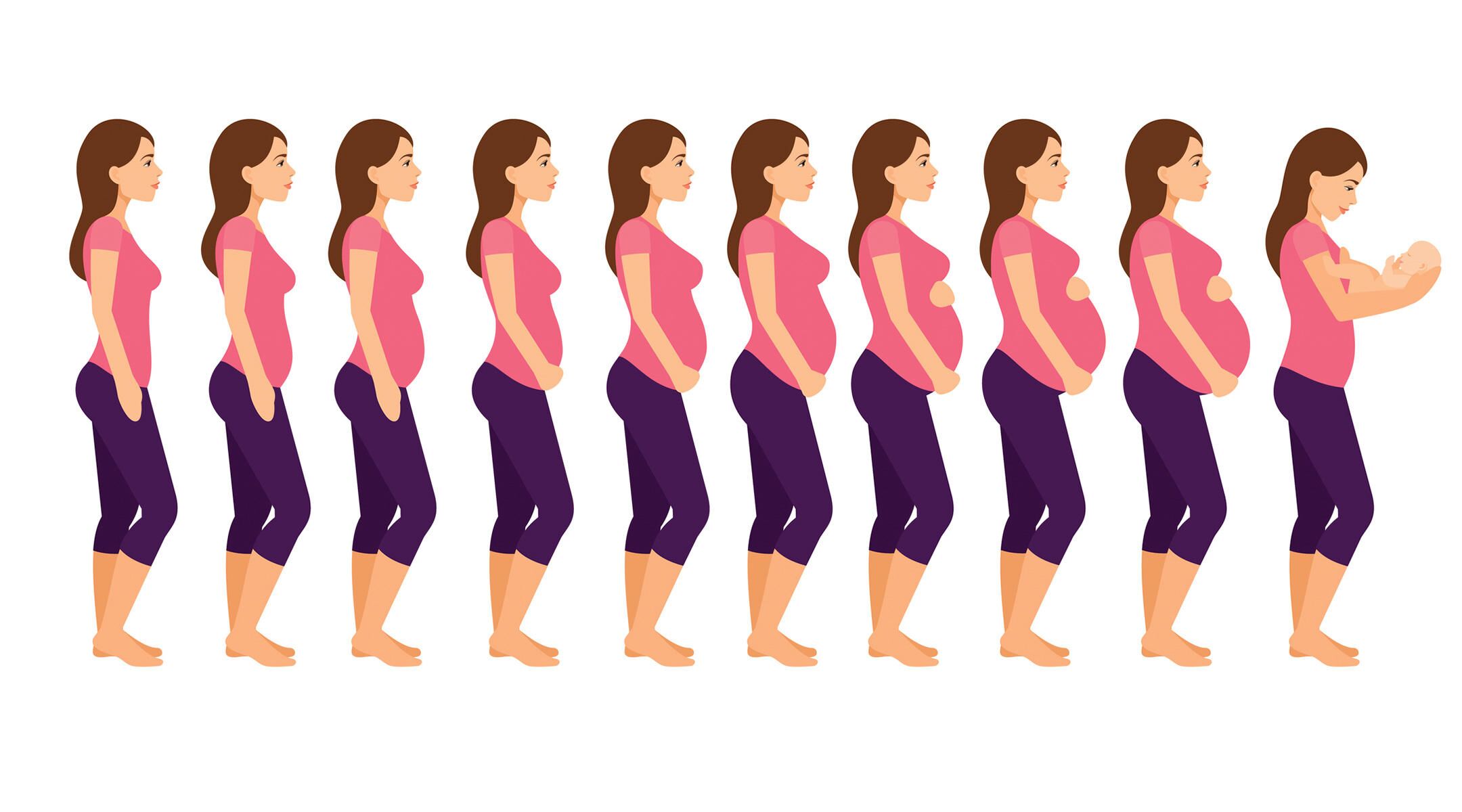 Когда будет первый этап. Этапы беременности. Стадии беременности по месяцам. Беременной по неделям.