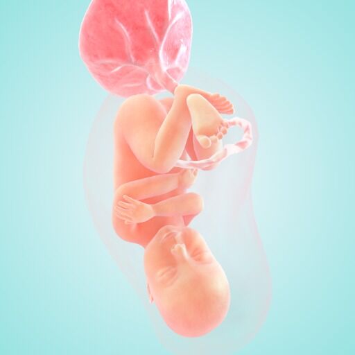 The size of the baby at 36 weeks of gestation