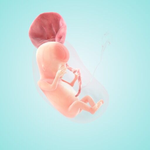 11 weeks fetus size