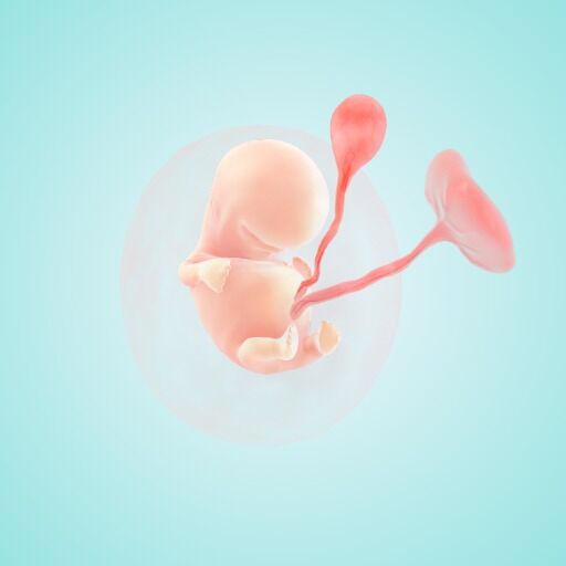 fetus at 7 months pregnancy