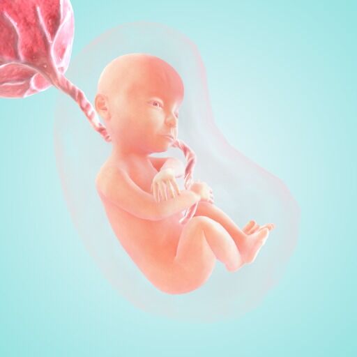 30 week fetus pictures