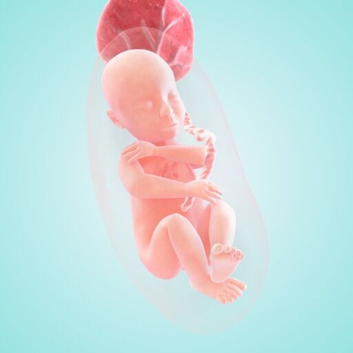 26 weeks fetus size