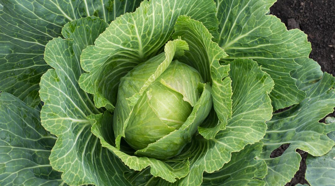 cabbage leaf 